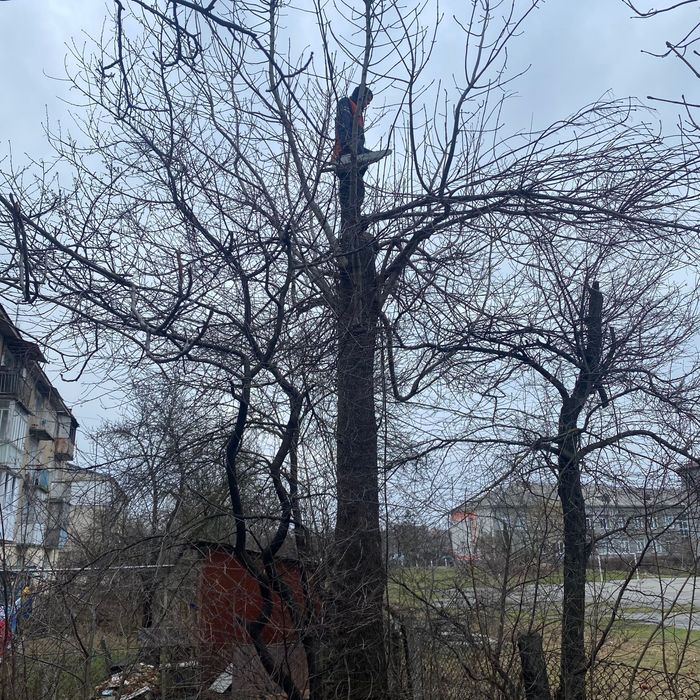 РІЗКА ДЕРЕВ швидко та якісно