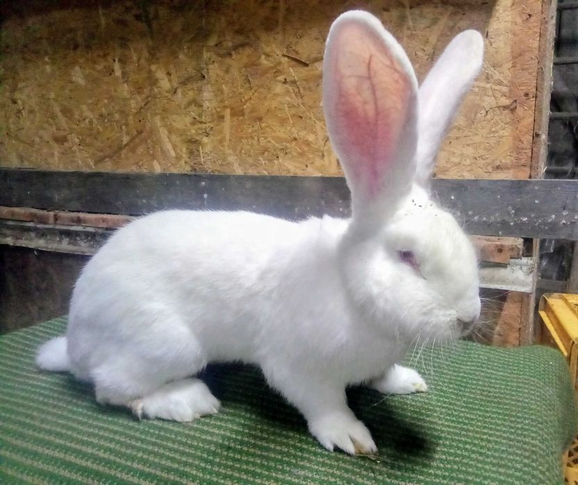 Belgijski olbrzym biały