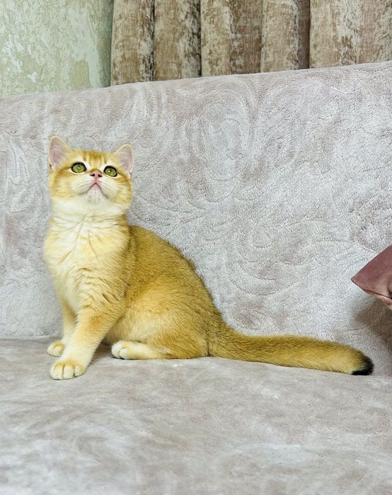 Британська золота шиншилла