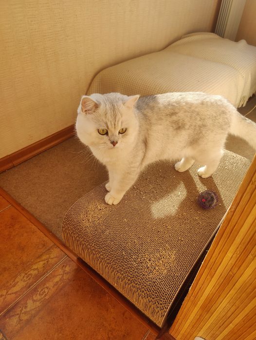 В'язка британський короткошерстий котик шукає кицю