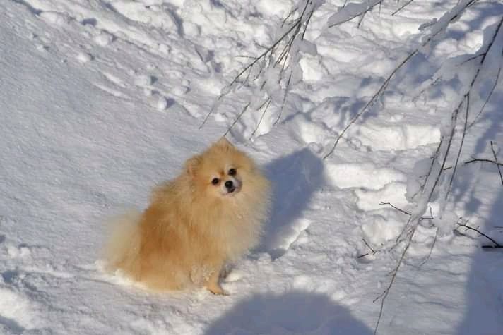 Вязка. Кобель Померанского шпица