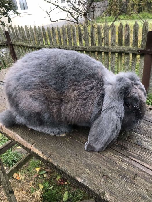 Кролики французький баран