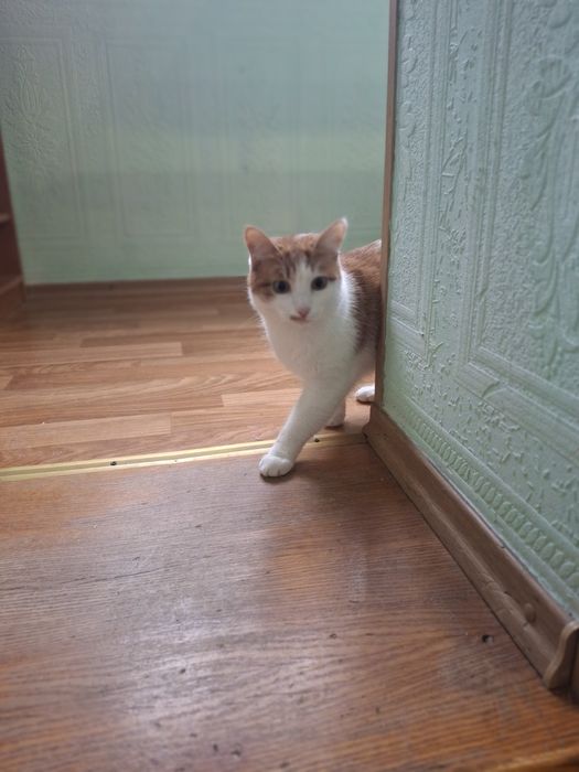 Кастрированный рыже-белый котёнок-подросток ищет дом! Котята в хорошие