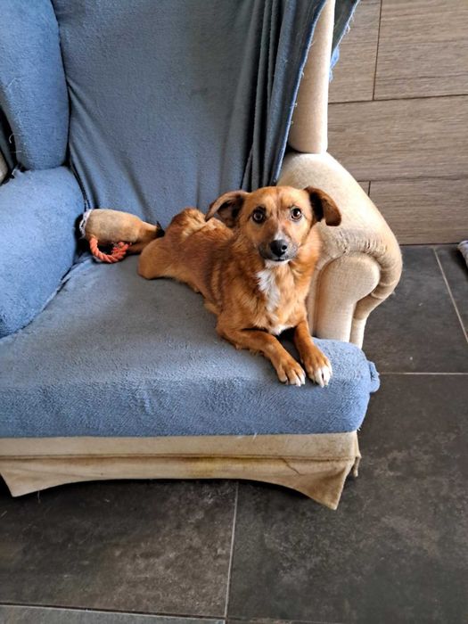 Cudna, kochana, malutka, przytulasna, bezdomna sunia szuka domku