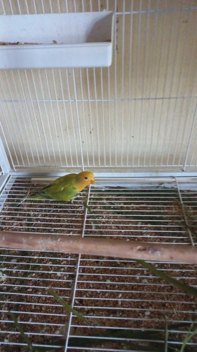 Agarponis não domesticados