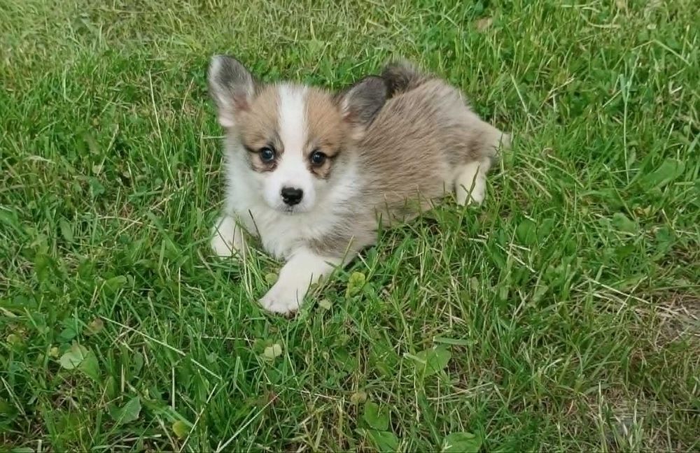 Welsh Corgi Pembroke rudo- biała suczka Natural Bobtail hodowla KAMA