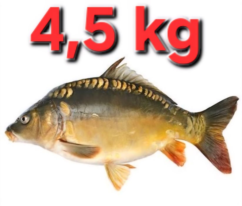 Karp Królewski 4,5 kg