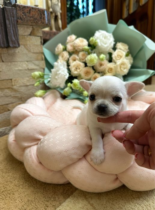 Супер мікро чіхуахуа хлопчик