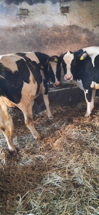 Jałówki cielne hf i rw