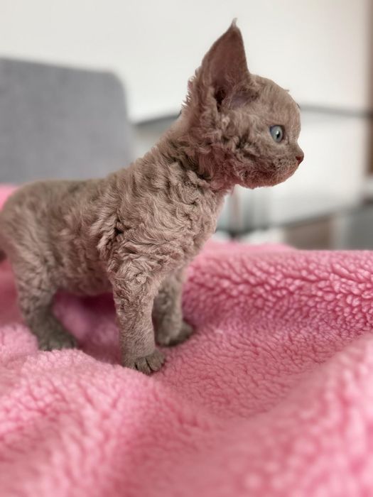 Kot Devon Rex kolor liliowy rodowód WCF Jaśminowy Powiew*PL