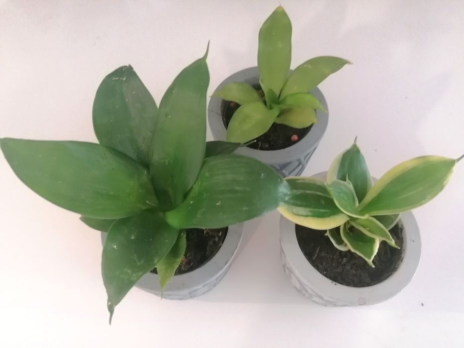 Mini Sansevieria - Espadinhas S. Jorge e Santa Bárbara