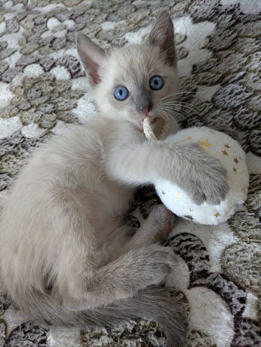 Котик у добрі руки