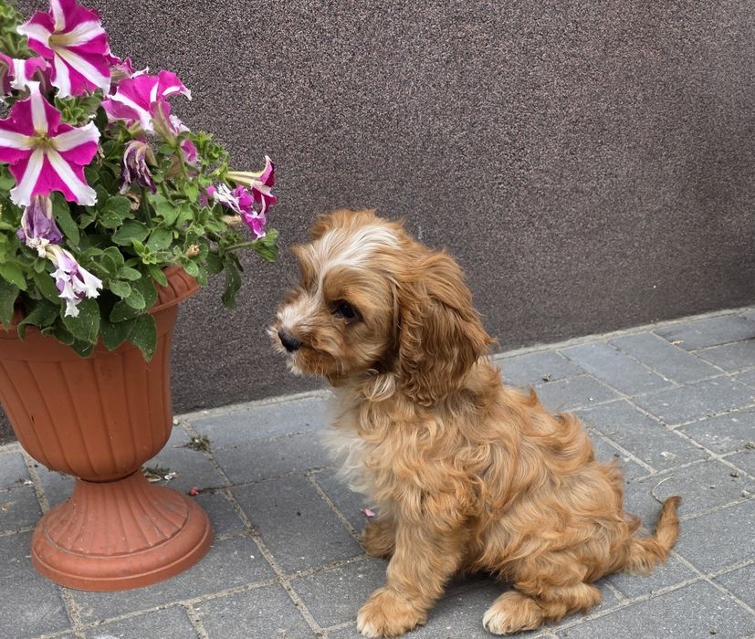Cavapoo f1 chłopak
