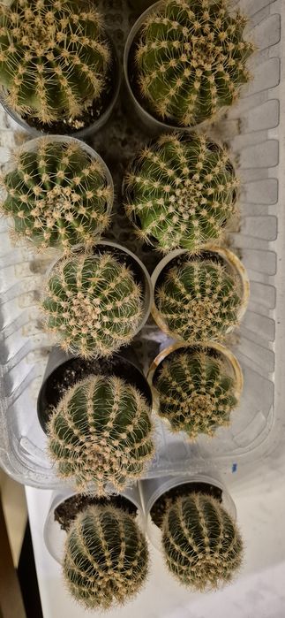 Kaktus kaktusy rozsady