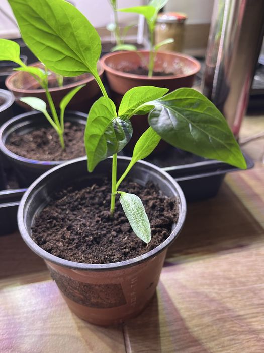 Sadzonki rozsady papryki