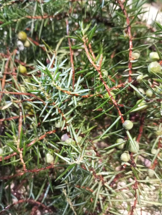 Jałowiec gałązka owoc 500g świeża idealna na stroiki i nne dekoracje