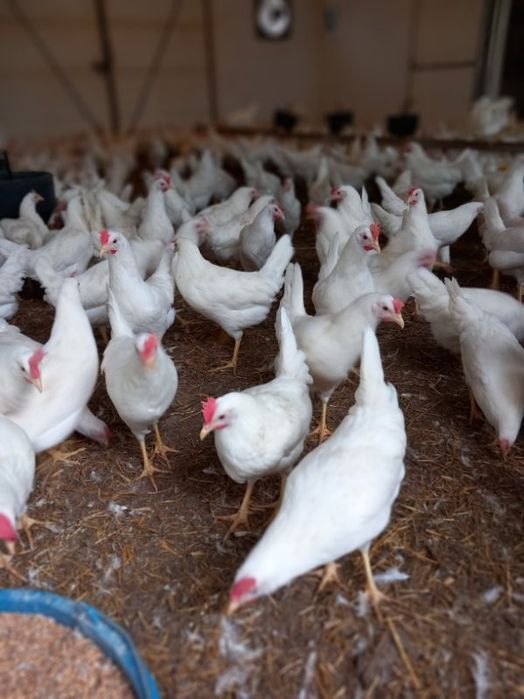 Nioski Leghorn 24 tygodnie! Wysyłka od 10 sztuk.