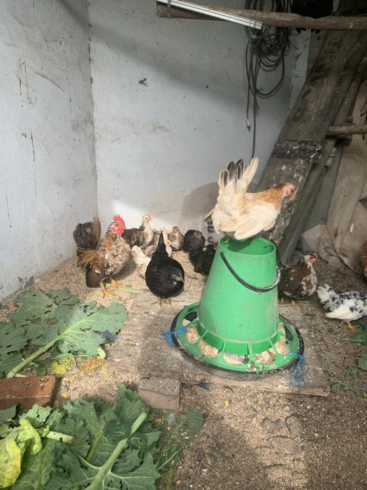 Mini serames aves doceis