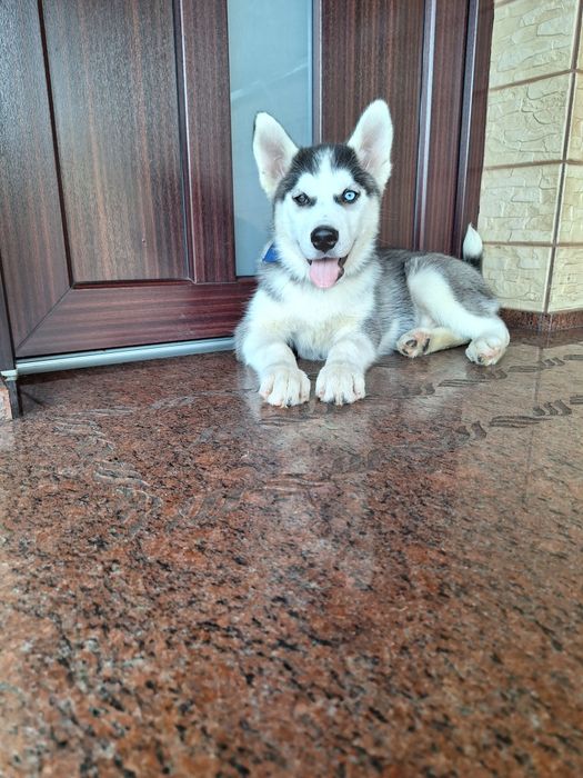 Husky Syberyjski