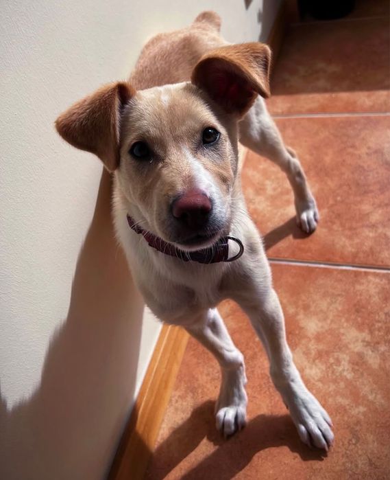 Macho 4 meses para adoçao