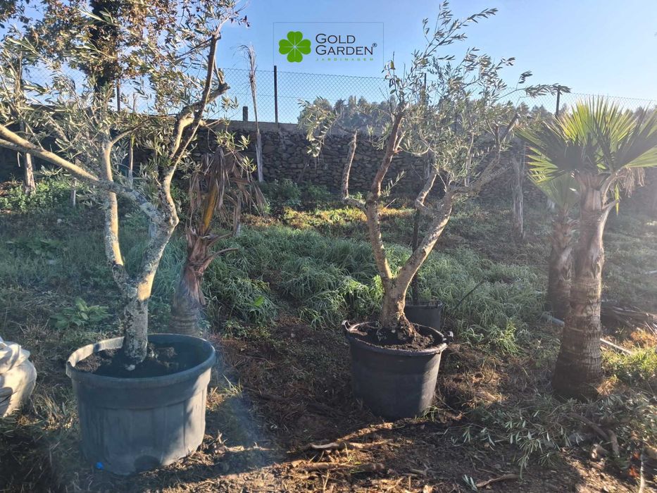 Oliveiras a Bom Preço