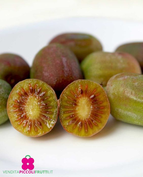 Kiwi Actinidia arguta (Kiwi Baby)