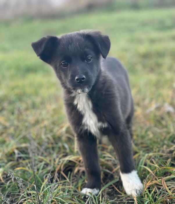 Віддам в добрі руки: троє цуценят, 3 місяці, терміново шукають дім
