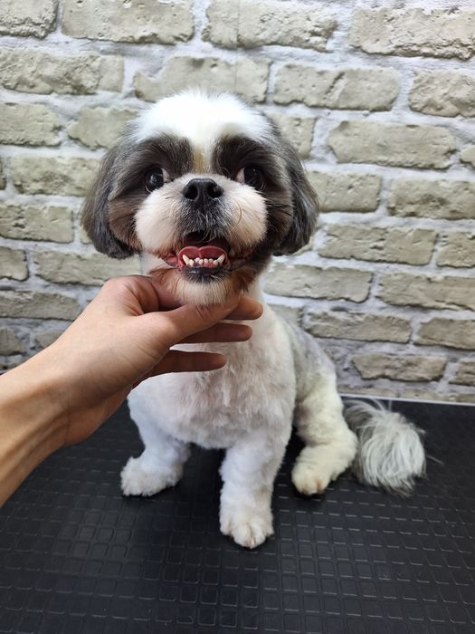 Грумінг.Київ Дарницький,Дніпровський| Груминг Киев:Стрижка,