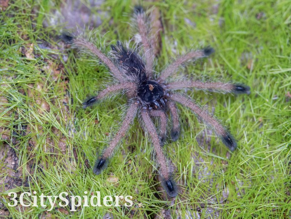 Avicularia juruensis M2 L3 (3CitySpiders)