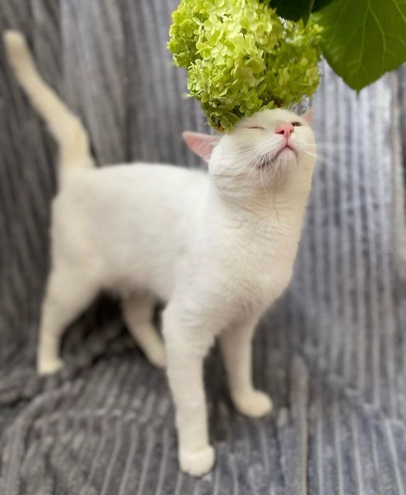 Красивая белая кошка бесплатно