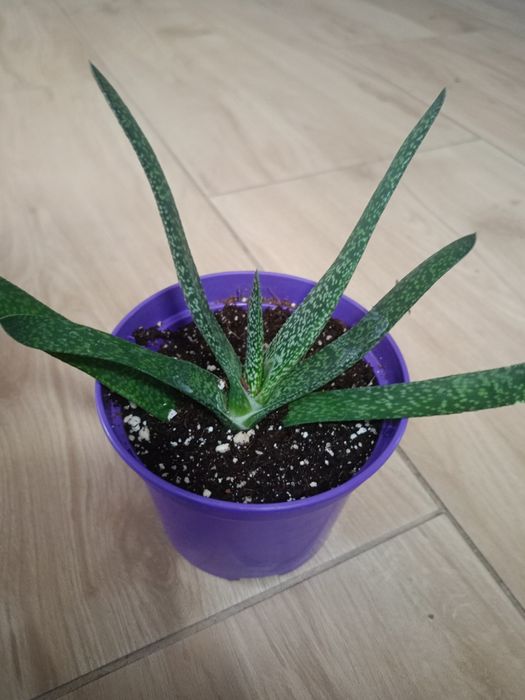 Gasteria polecam