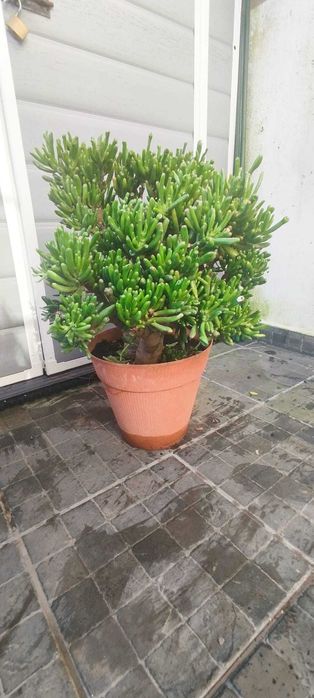 Suculenta orelha do sherek