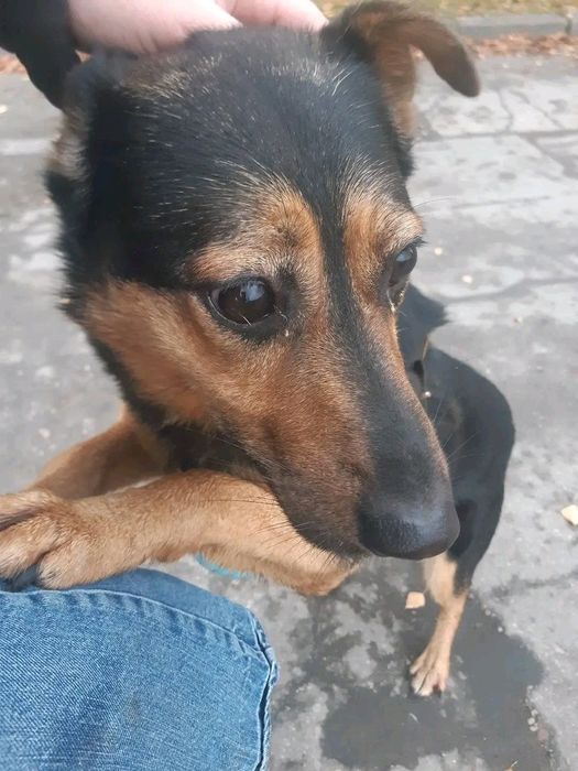 Piesek Prezes - ufny, łagodny SZUKA DOMU Pies adopcja