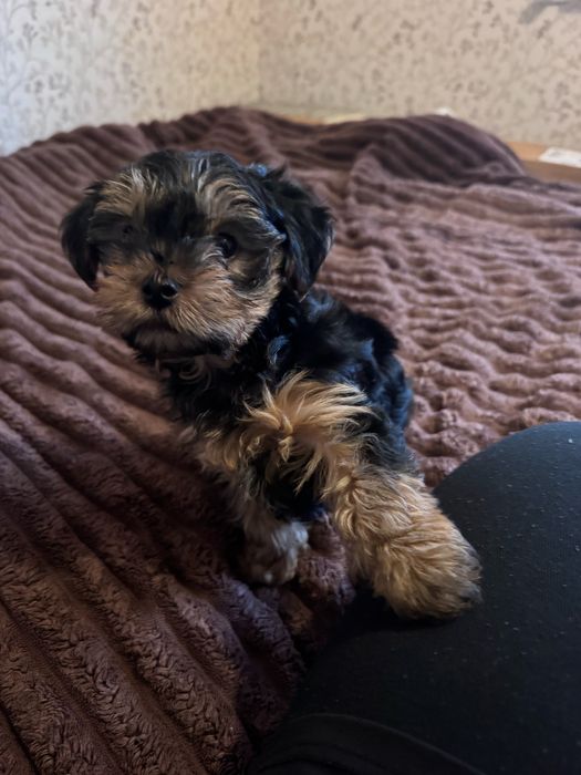 Йоркширський терєр