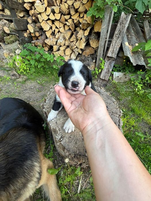 Цуценята німецькоі вівчарки