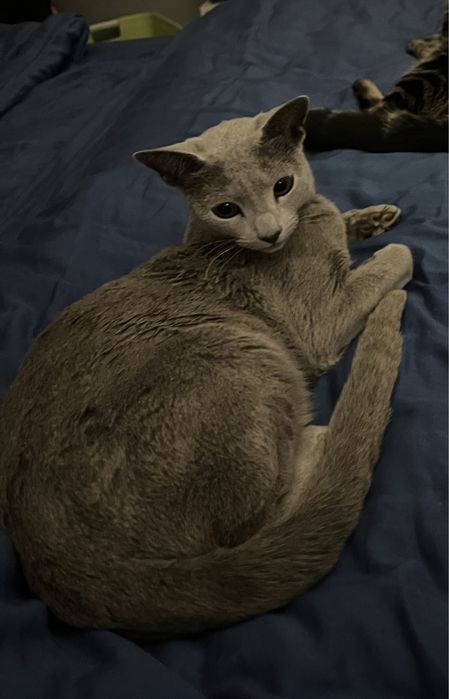 Zaginął kot! Bojano. Rosysjki kot niebieski - nadal szukamy!