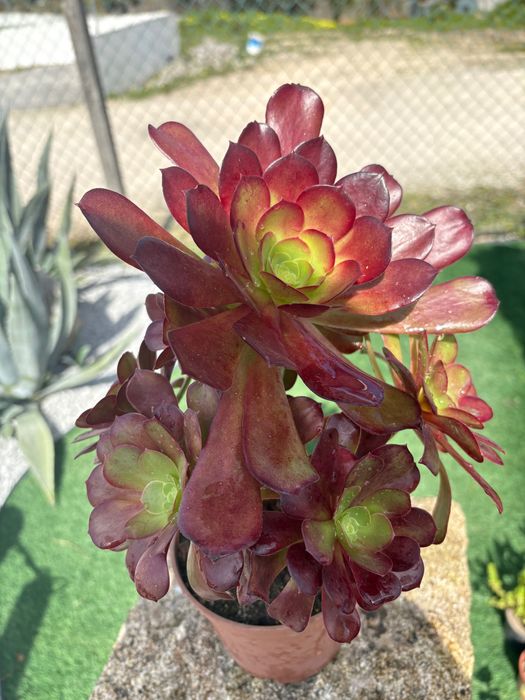 Suculentas Aeonium 3€