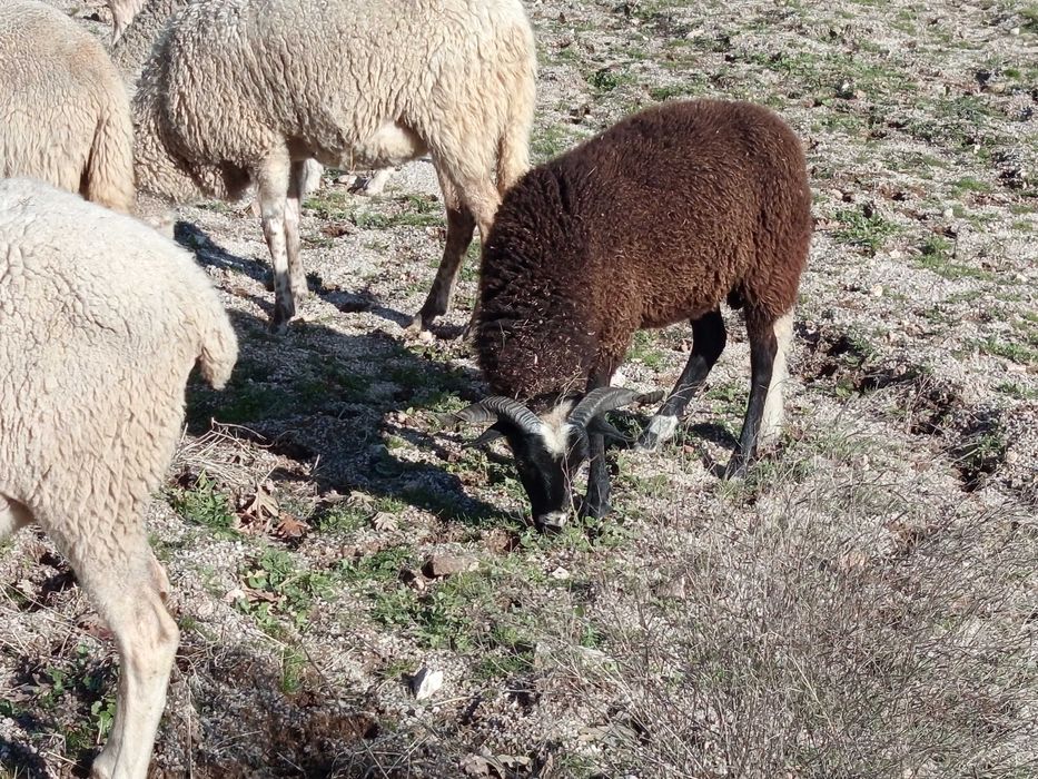 Borrego serra da estrela