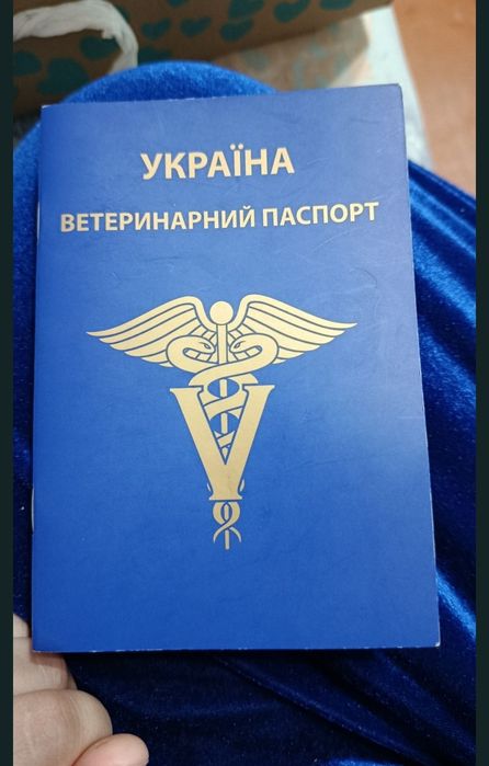 Продаю песика міні чхоачхоа коббі