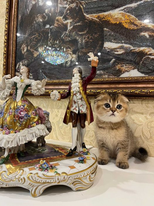 Розкішний шотландський хлопчик Скоттіш Фолд. Золота шиншила.