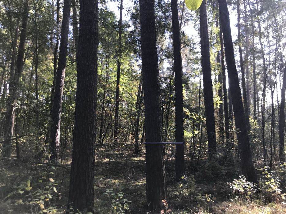 Sosna tartaczna, kłoda