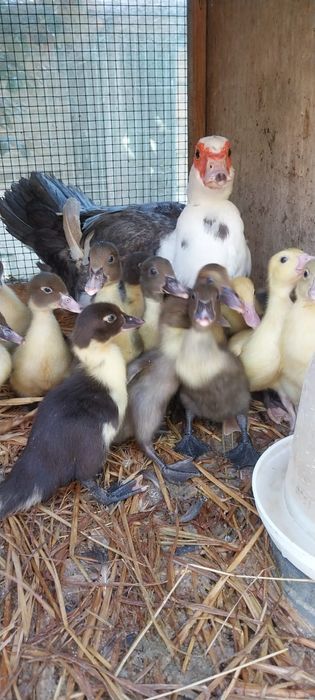 Patos mudos oportunidade