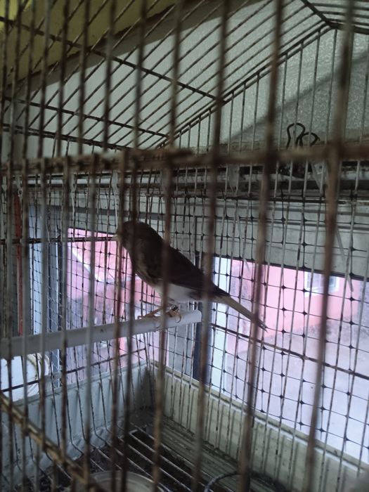 Canaria pheos bonita para venda