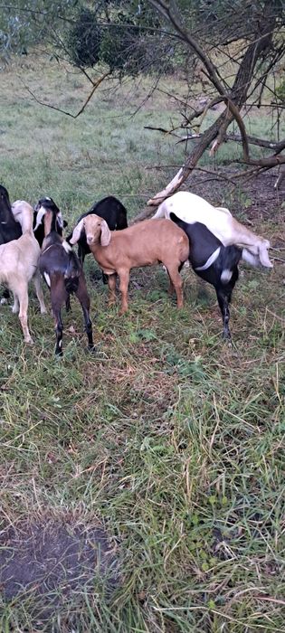 Козочки 12,5 каморі 79,5 АН.