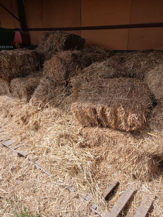 Słoma pszenna sucha małe snopki 3 bele polecam okazja