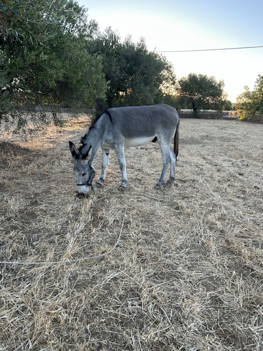 Vendo burro montado e engatado