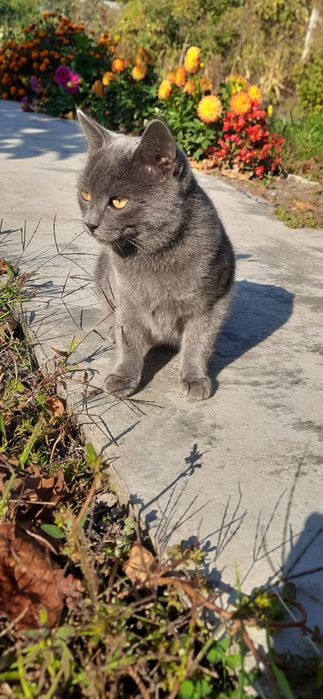 Шукаємо дім кошеняті