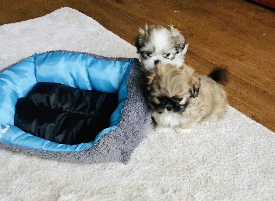 Shih tzu szczeniaczek