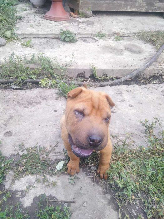 Продам шарпеев(Мальчики)