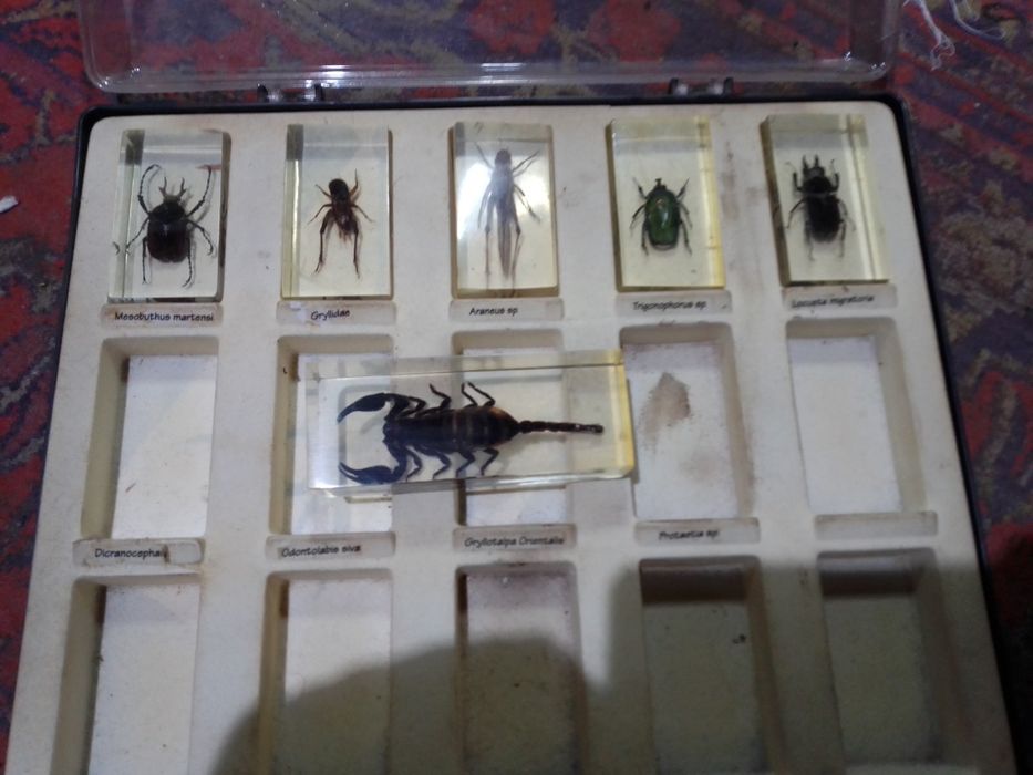 Продам насекомых застывшей смале